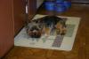 Now I'm looking at a 0 Yorkie-img_9854.jpg