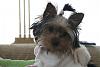 Teapot Yorkies ! please post pics.-caper-basil1.jpg