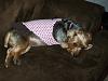 Teapot Yorkies ! please post pics.-028.jpg