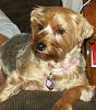 Teapot Yorkies ! please post pics.-261.jpg