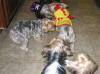 Check out your Petsmart!!-138-3809_img.jpg