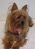 Teapot Yorkies ! please post pics.-6-b.jpg