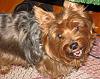 Teapot Yorkies ! please post pics.-oz609.jpg