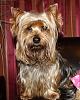 Teapot Yorkies ! please post pics.-163-2.jpg