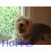 Teapot Yorkies ! please post pics.-hobbes-name.gif