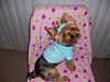 Teapot Yorkies ! please post pics.-100_3348.jpg