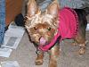 Teapot Yorkies ! please post pics.-princess-tongue.jpg