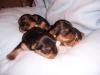 Look at these precious newborns...-pups-083.jpg