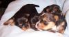 Look at these precious newborns...-ruby-bracelet-pups-082.jpg