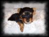 Calling all New Year puppies that were born...-gaevie2-392-x-293-.jpg