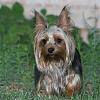 Teapot Yorkies ! please post pics.-moka11.jpg