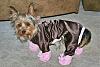 Teapot Yorkies ! please post pics.-moka8.jpg