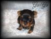 Calling all New Year puppies that were born...-go-go1-3wks-268-x-204-.jpg