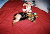 Teapot Yorkies ! please post pics.-poppy.jpg