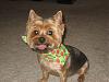 Teapot Yorkies ! please post pics.-poppy1.jpg