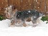 Yorkies and the Cold/Winter-img_2199.jpg