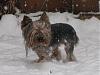 Yorkies and the Cold/Winter-img_2203.jpg
