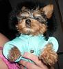 Yorkies and the Cold/Winter-025.jpg