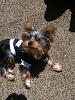 New YorkieTalk member-img_1200-.jpg