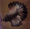 Where Did the Gold Come From?-coppermale1.jpg