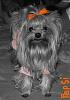 BEWARE of Becky Fitzpatrick!!!!!-l_a43a0da9bc9d4e178391cc04af2c53-2.jpg