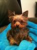 Missing Yorkie in Chicago area!-297029_2348984009882_1408543509_2780279_3496927_n.jpg