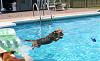 Swimming Yorkies-img_2174.jpg