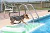 Swimming Yorkies-img_2171.jpg