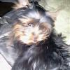 Spoiled Choppa has learned to knock on the door-1choppa.jpg