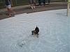 Molly's Doggie Dip Day!!!-molly-pool-1.jpg