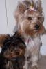 Different colours of a Yorkie.-peteybell.jpg