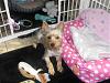 Could you share pix of where your Yorkie stays/plays?-005.jpg