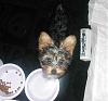 Could you share pix of where your Yorkie stays/plays?-006.jpg