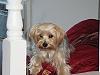 Is something wrong with my Yorkie? I have seen other people's pictures on here and...-sassy-036.jpg