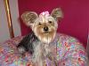 Is something wrong with my Yorkie? I have seen other people's pictures on here and...-sassy-1-year-030.jpg