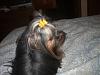 Cali and Roxie in their new bows from Bow Biz Dog Bows-cimg0090.jpg