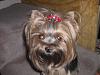 Cali and Roxie in their new bows from Bow Biz Dog Bows-cimg0098.jpg