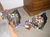 Cali and Roxie in their new bows from Bow Biz Dog Bows-cimg0099.jpg