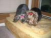 Cali and Roxie in their new bows from Bow Biz Dog Bows-cimg0125.jpg