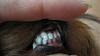 Dental??-emma-teeth-2.jpg