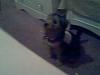 How often do you change/throw out their collars?-110707_23551.jpg