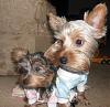 Lets see those Duckie Jammies!!-007.jpg