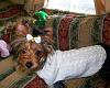 ggrrr...why is there no standardized sizing for dog clothes?-yt-cream-sweater.jpg