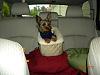 Dog booster seats.-kaicar.jpg