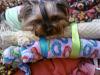 Advice Needed-photo09171730.jpg