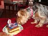 Calvin is 2 years old today-calvin-2-085.jpg