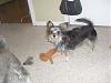 Yorkie chihuahua mix... Anyone have one??-holly-72211-6.jpg