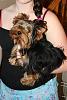 Yorkie Coats, Colors, Growth Chart Discussion-3749da7_20.jpeg