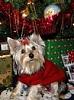 Teapot Yorkies ! please post pics.-65837_483993824708_658989708_5715770_4755848_a.jpg