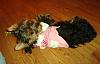 Teapot Yorkies ! please post pics.-molli1.jpg
